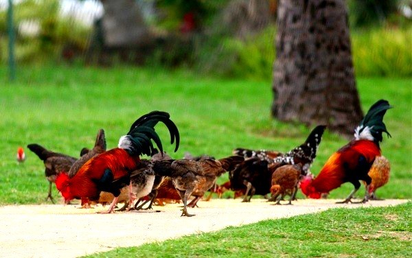 Cuộc[-]sống[-]ở[-]các[-]hòn[-]đảo[-]của[-]riêng[-]mèo,[-]thỏ,[-]chuột[-]10